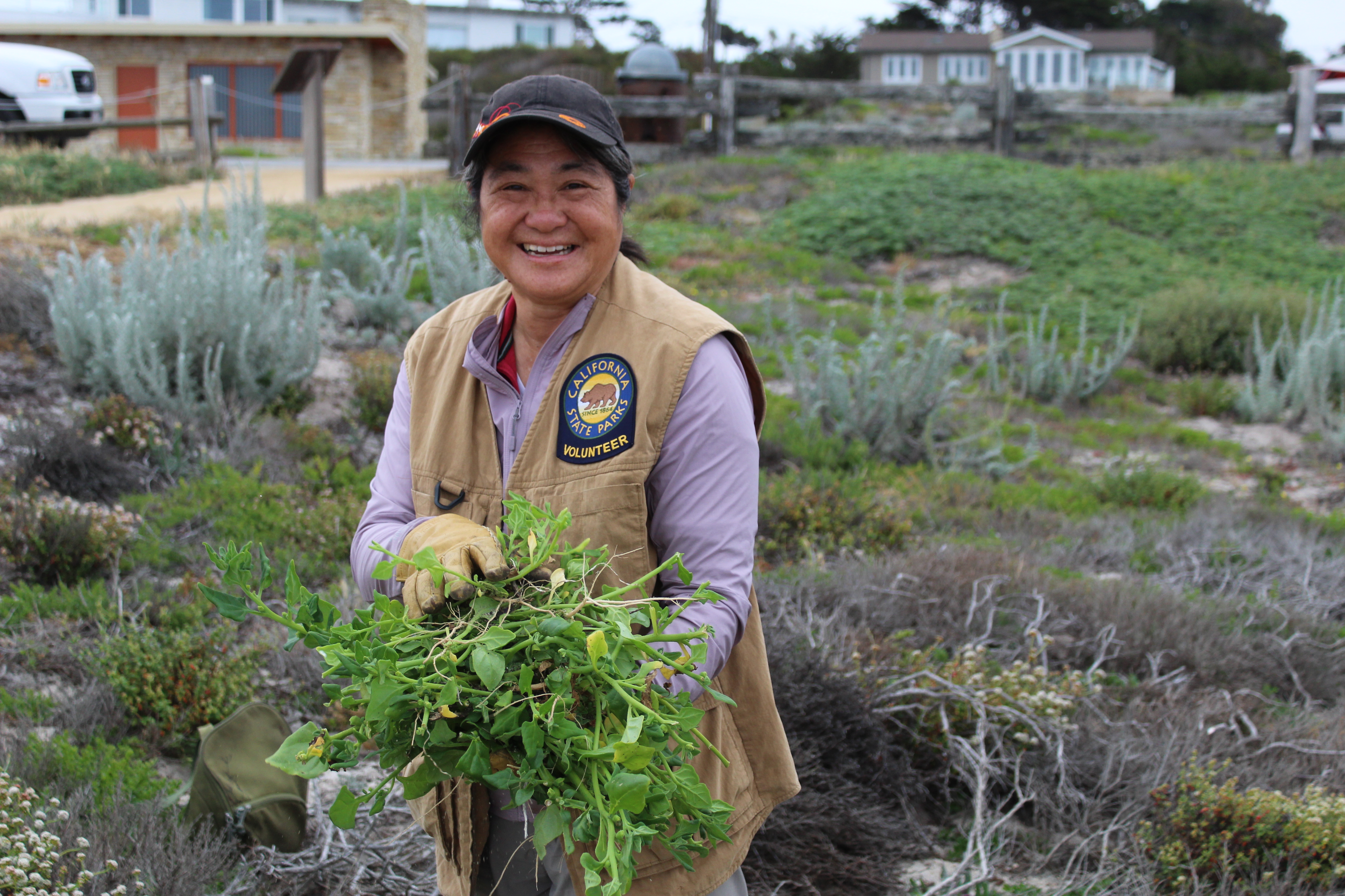 A volunteer poses with a pile of invasive plants in the dunes of Asilomar State Beach.
